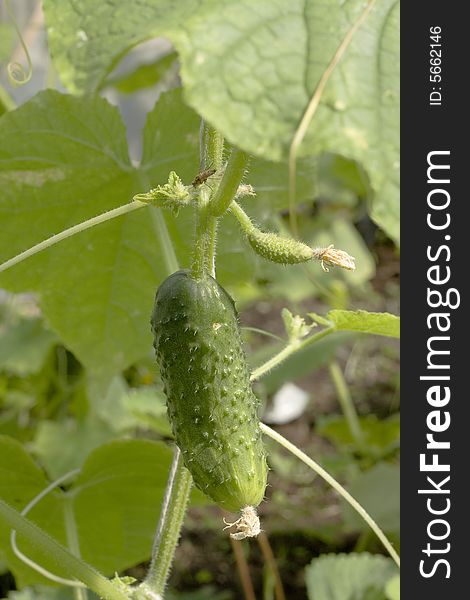Green freshness cucumber in hothouse. Green freshness cucumber in hothouse