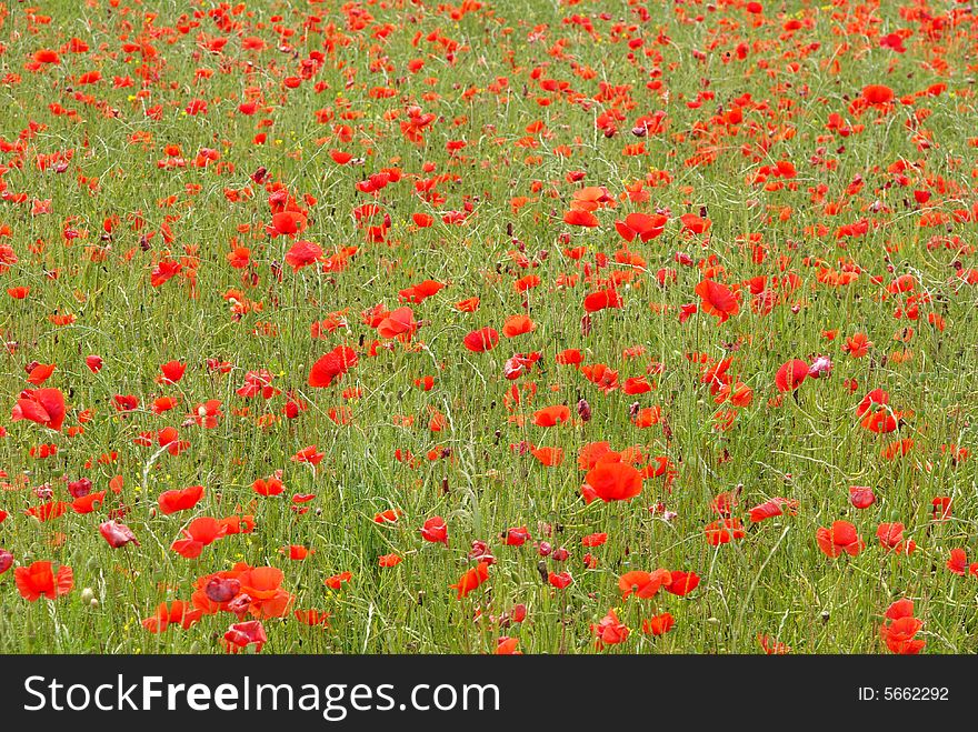 Detail of a field full of wild poppies in France. Detail of a field full of wild poppies in France.