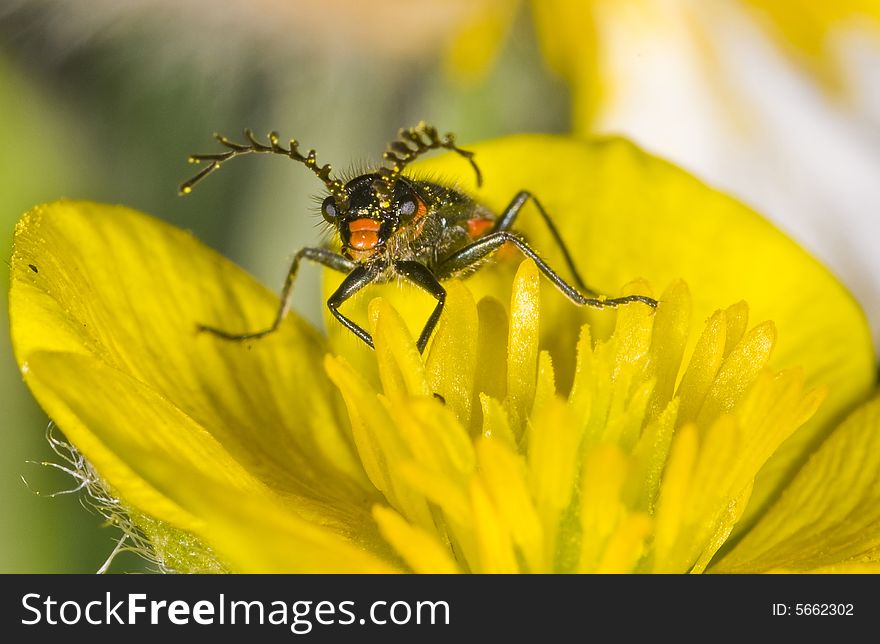 Close up of bug on yellow flower