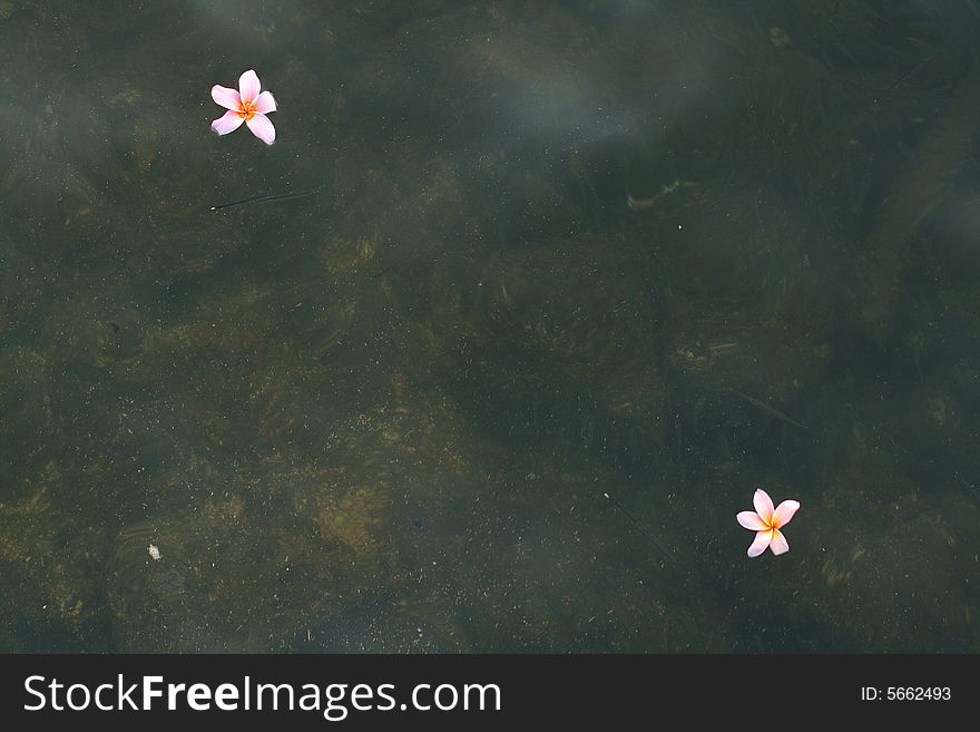 Two flowers floating on sea