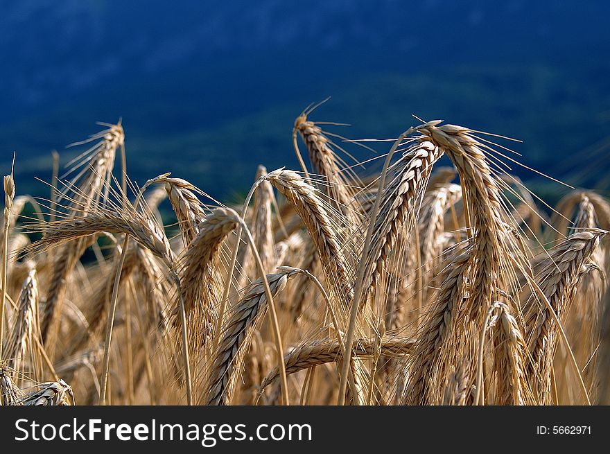 Barley field in Vipavska valley, Slovenia. Barley field in Vipavska valley, Slovenia