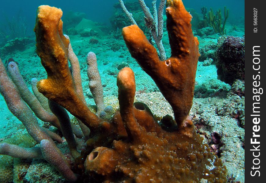This was photographed off of the beach in Pompano Beach, Florida. It is tan or brown, irregular shaped and appears to encrust the substance. This sponge is common in Florida, Bahamas, and the Caribbean. This was photographed off of the beach in Pompano Beach, Florida. It is tan or brown, irregular shaped and appears to encrust the substance. This sponge is common in Florida, Bahamas, and the Caribbean.