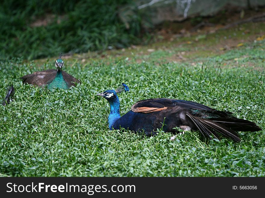 A peafowl walk in the glass.