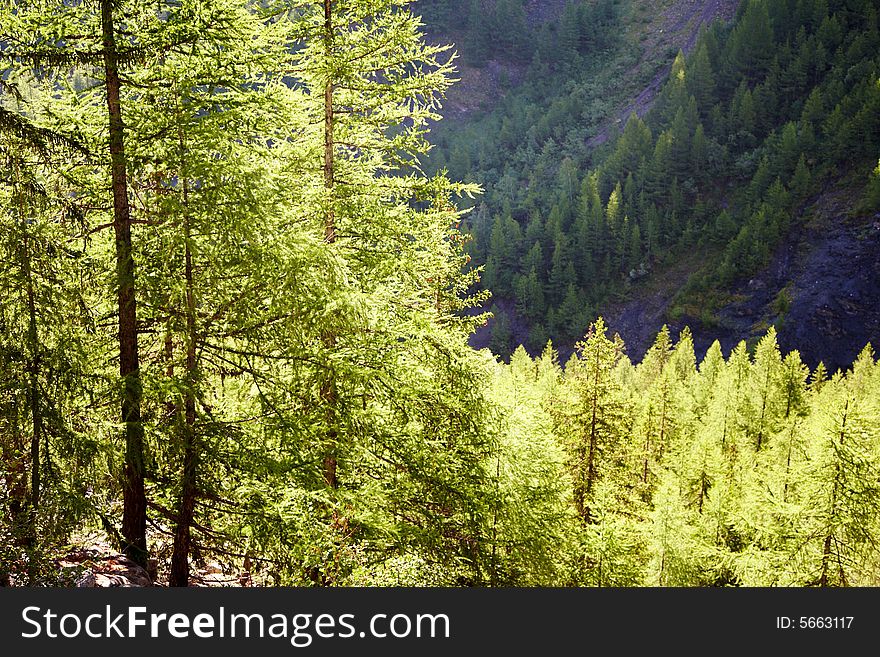 Woods of Larches (Larix); summer season, italian alps, Europe. Woods of Larches (Larix); summer season, italian alps, Europe.