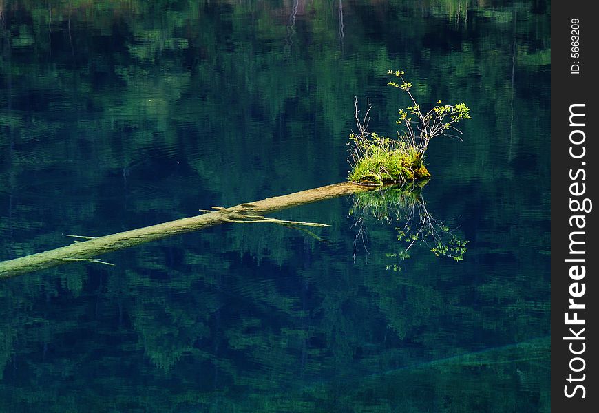 The wood under the water, but the grass lives on the wood. The wood under the water, but the grass lives on the wood