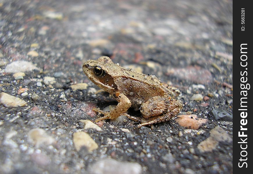 Frog sitting on asphalt after rain.