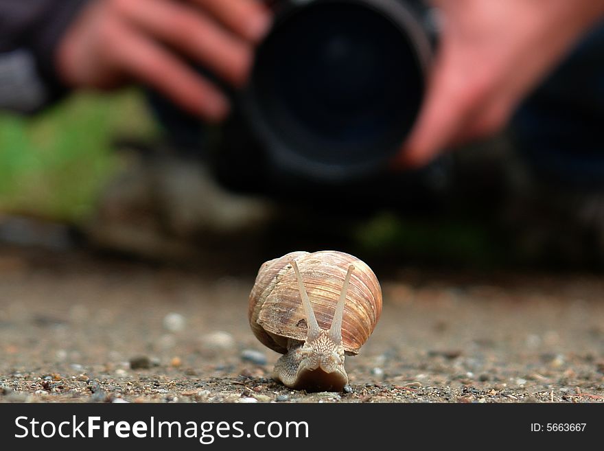 The photographer snap the snail. The photographer snap the snail.