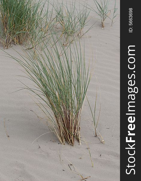 Marram grass on an dune