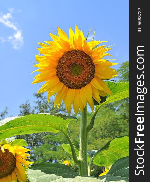 Sunflower on a blue sky