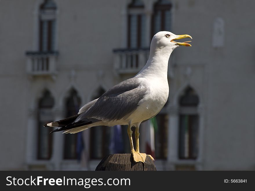 Seagull on pole. Taken on the Grand Canal in Venice, Italy.