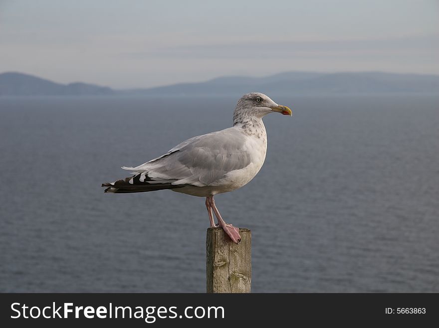 A sea gull sittingon an stake