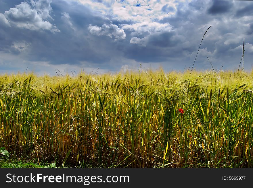 Wheat field in sun lights and cloudy sky. Wheat field in sun lights and cloudy sky