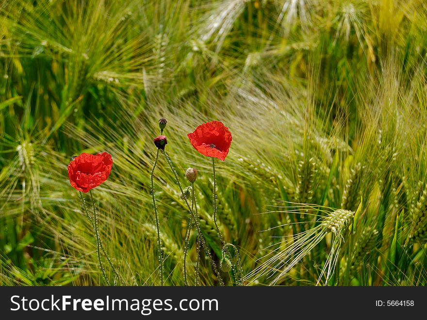Red poppy in eared wheat. Red poppy in eared wheat