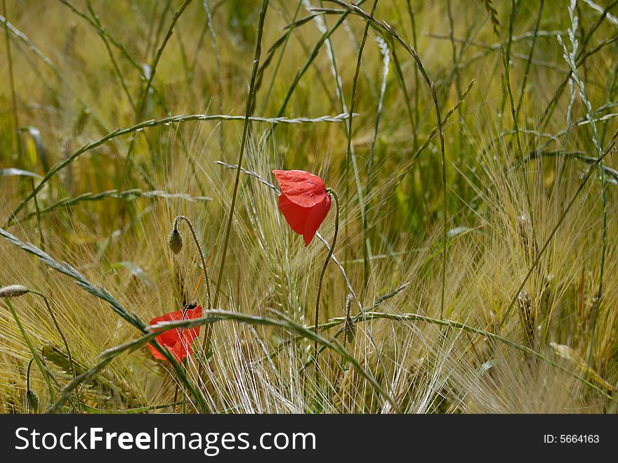 Poppy In Wheat Field