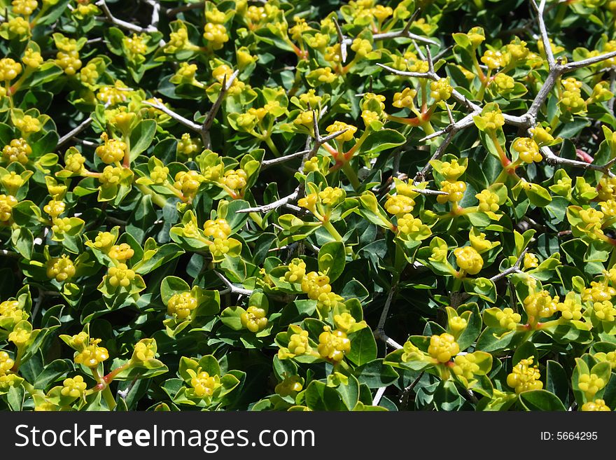 Flower background with yellow flowers