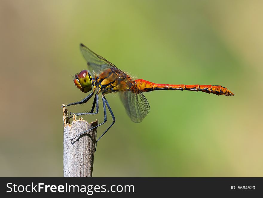 Dragonfly - Ruddy Darter
