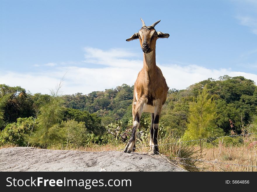 Funny goat on top of a rock