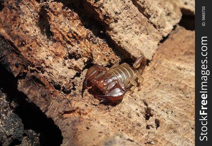 Little scorpion found in Greece