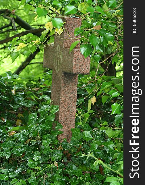 Grave stone in a shape of a cross which has been over grown by ivry. Grave stone in a shape of a cross which has been over grown by ivry