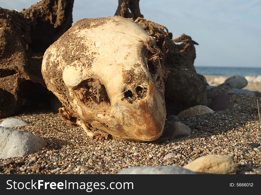 Skeleton of a dead snapping turtle found in the sand of a beach in Crete, Greece