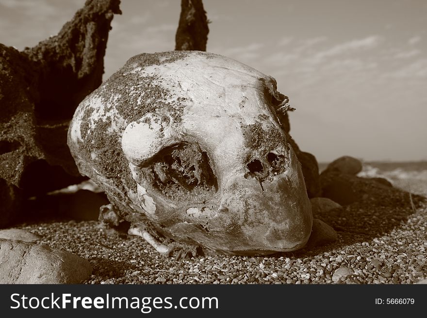 Skeleton of a dead snapping turtle found in the sand of a beach in Crete, Greece