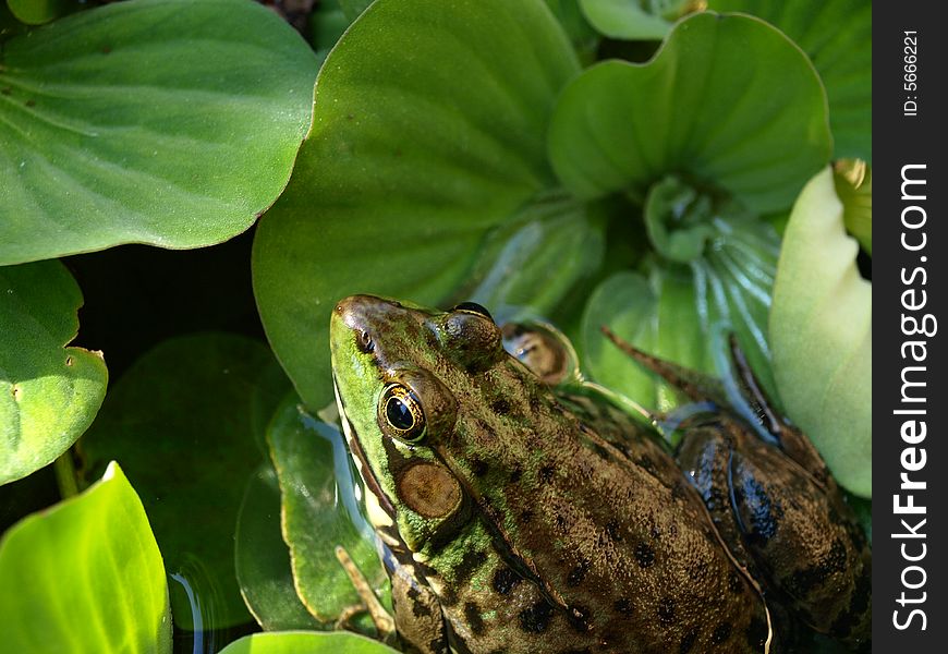 frog rests on a lily pad in a pond. frog rests on a lily pad in a pond.