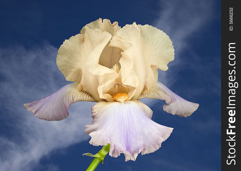 Beautiful yellow and pink iris against a blue sky