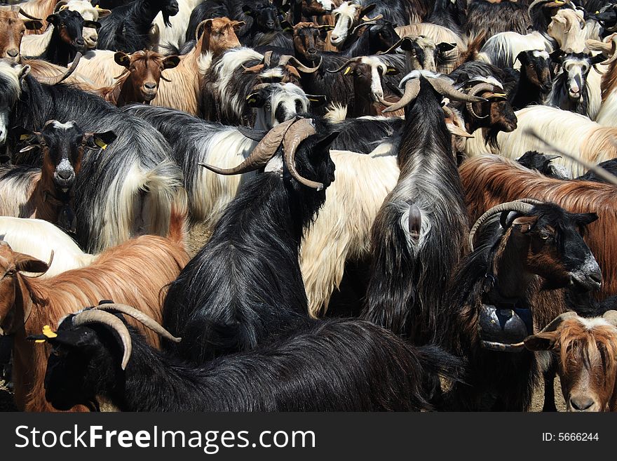 Black, white and brown goats in a pen