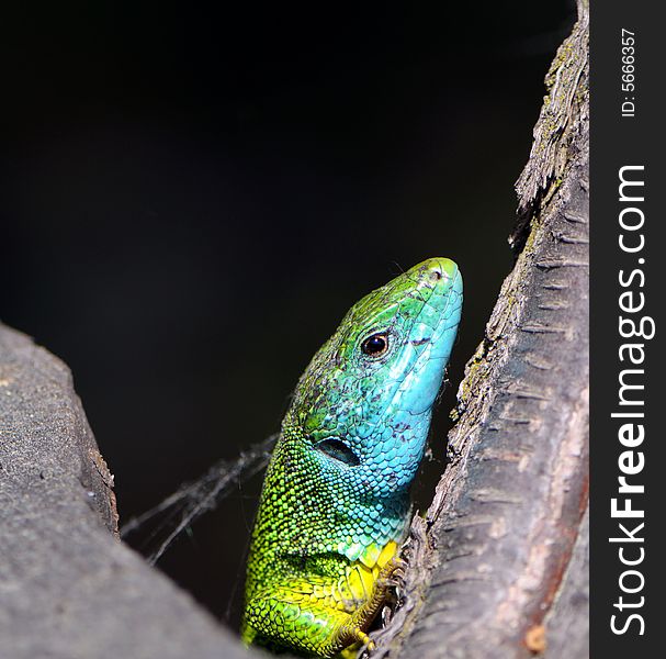 Green lizard hardened on a black background. Green lizard hardened on a black background