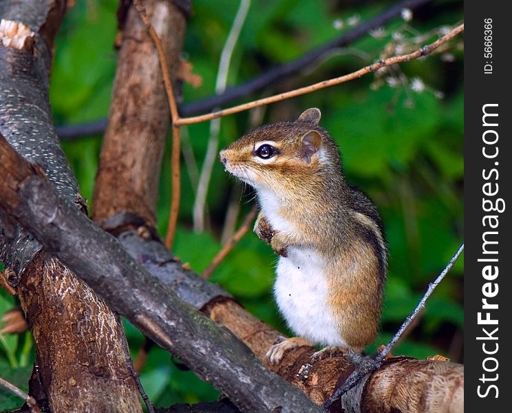 Chipmunk climbed on the disappointed tree and looks on sides. Chipmunk climbed on the disappointed tree and looks on sides