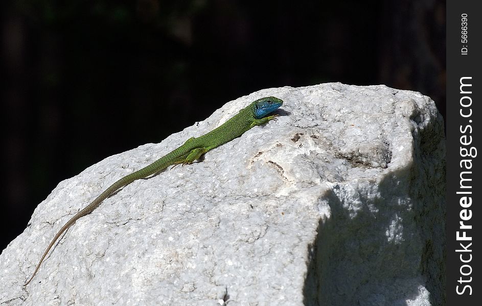 Lizard On A White Stone With Black Background