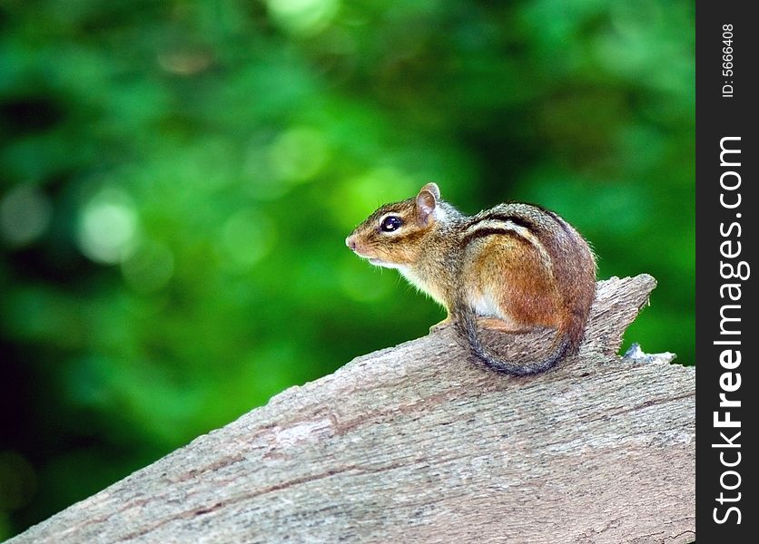 Chipmunk perched on a stump and looks around in search of meal. Chipmunk perched on a stump and looks around in search of meal