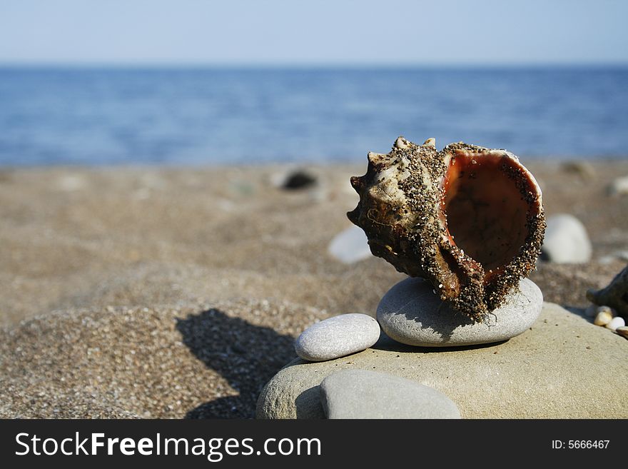 Seashell and pebble on background of sea