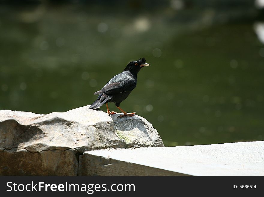 Crow in the birds park. it have a rest near the river. Crow in the birds park. it have a rest near the river.