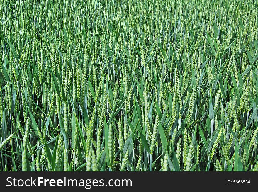 Field of wheat as a background. Field of wheat as a background