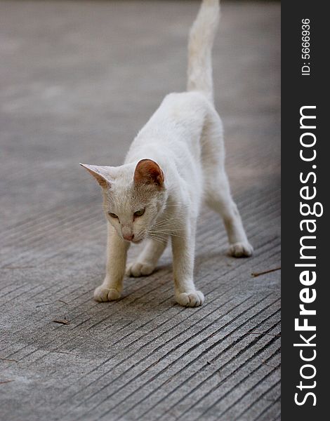 Picture of the white cat