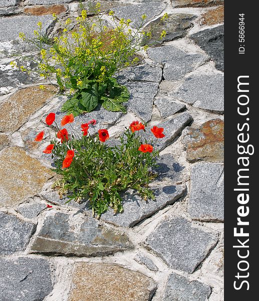 Bushes of red poppy and of yellow bittercress at the stone-work. Bushes of red poppy and of yellow bittercress at the stone-work.