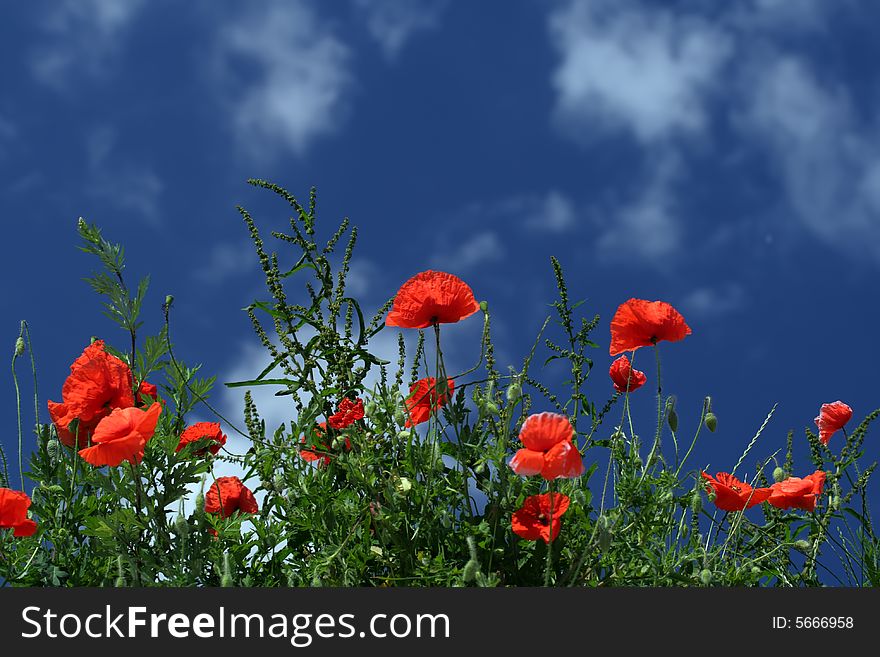 Red poppies, green grass and blue sky with clouds. Red poppies, green grass and blue sky with clouds.