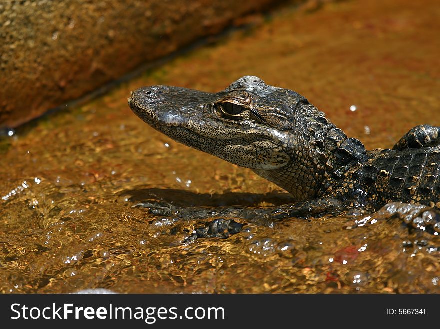 A baby alligator as seen in Everglades National Park.