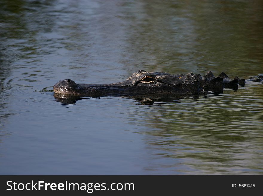 An American Alligator swimming in the swamps. An American Alligator swimming in the swamps.