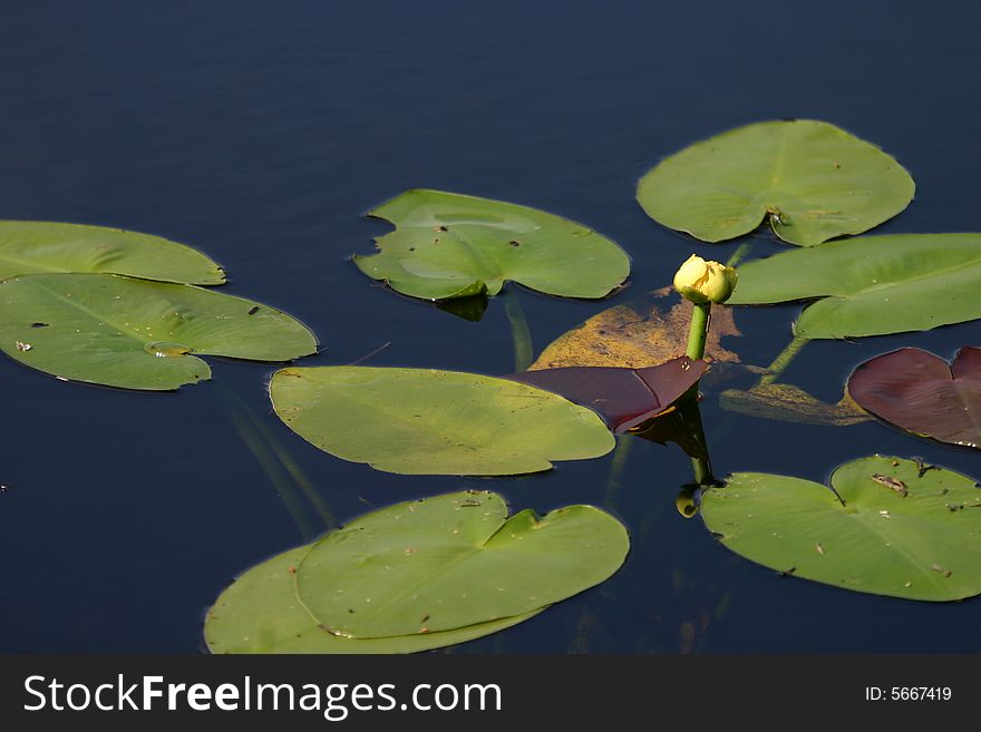 A water lily at Everglades National Park