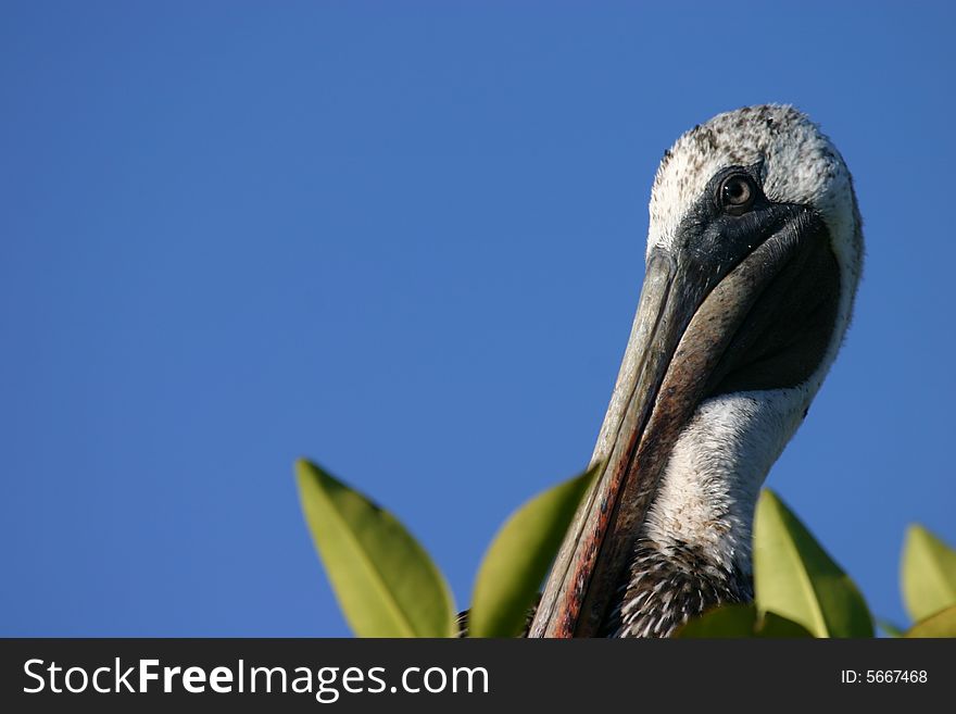 A macro view of a pelican with blue-sky background and plenty of copy space.