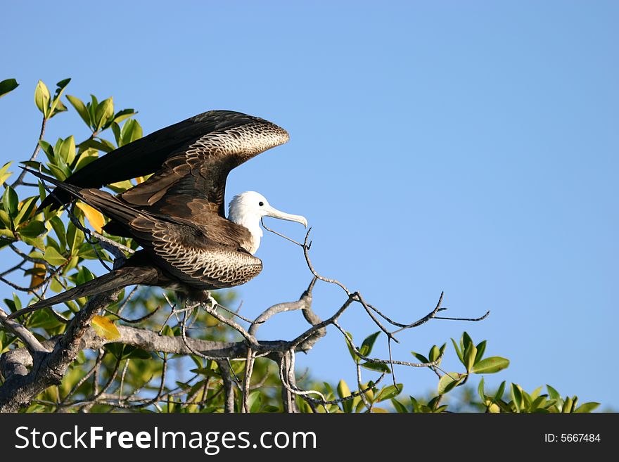 A bird on a tree in the Galapagos Islands. A bird on a tree in the Galapagos Islands.