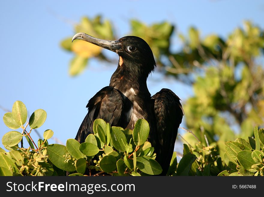 A bird on a tree in the Galapagos Islands. A bird on a tree in the Galapagos Islands.