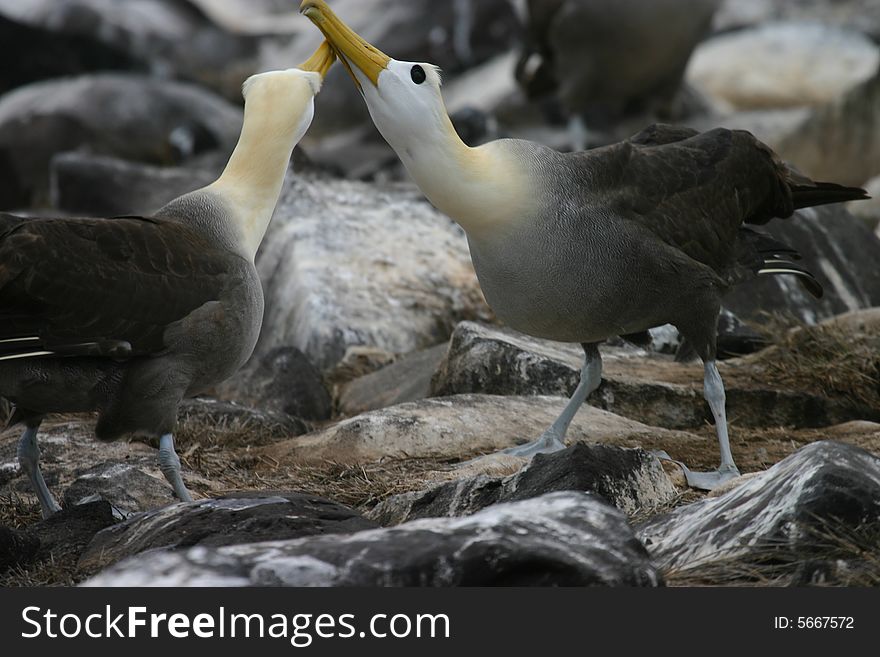 A pair of Albatross on Galapagos Islands, Ecuador fighting for a mate. A pair of Albatross on Galapagos Islands, Ecuador fighting for a mate.