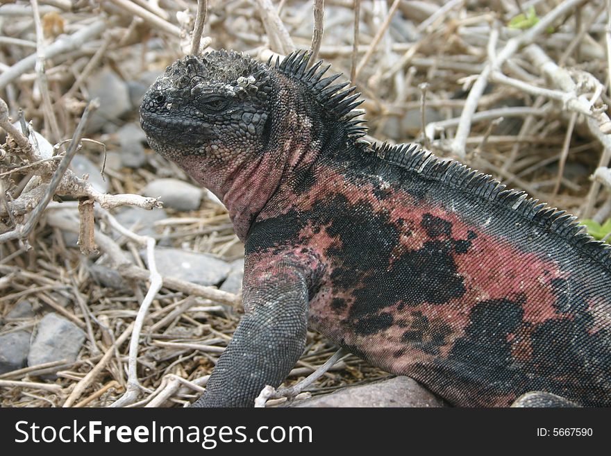 A sea iguana on the beach in the Galpagos Islands, Ecuador. A sea iguana on the beach in the Galpagos Islands, Ecuador.