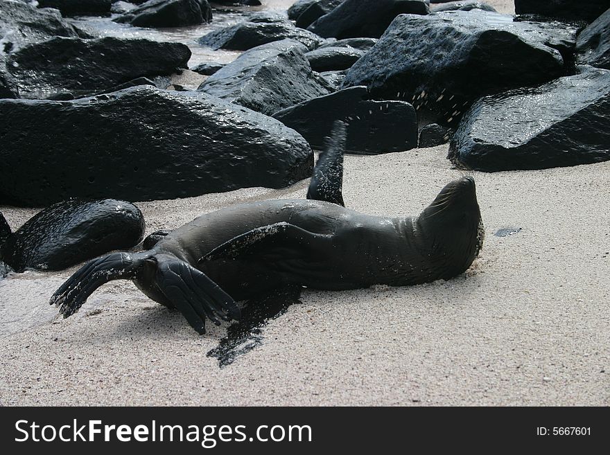 A sea lion frolicking in the sand at Galapagos Islands, Ecuadro. A sea lion frolicking in the sand at Galapagos Islands, Ecuadro.