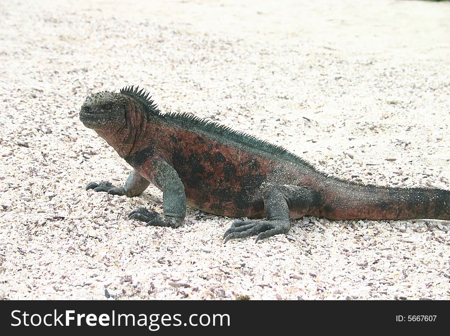 A sea iguana on the beach in the Galpagos Islands, Ecuador. A sea iguana on the beach in the Galpagos Islands, Ecuador.