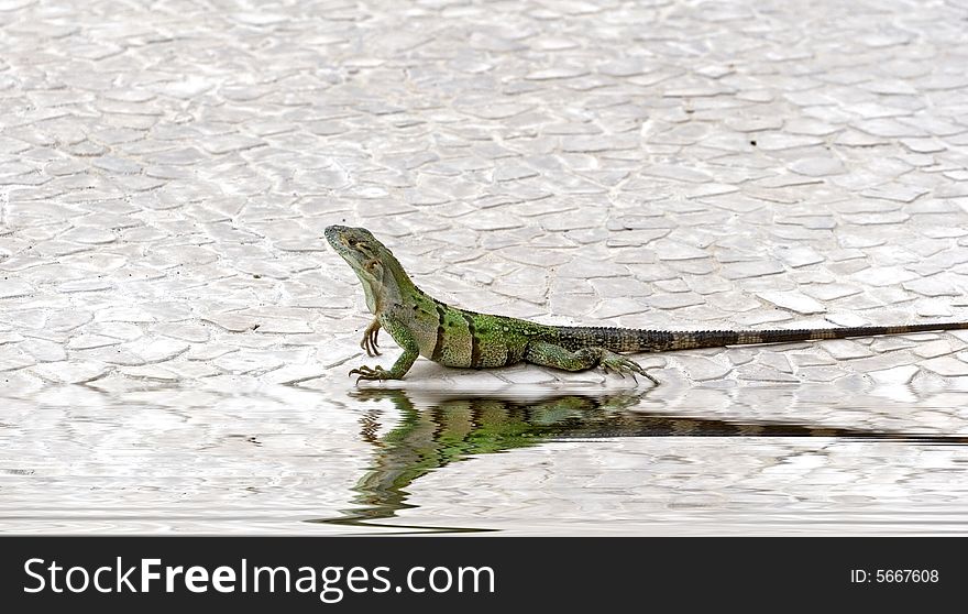 A green iguana crawling along the edge of a pool. A green iguana crawling along the edge of a pool