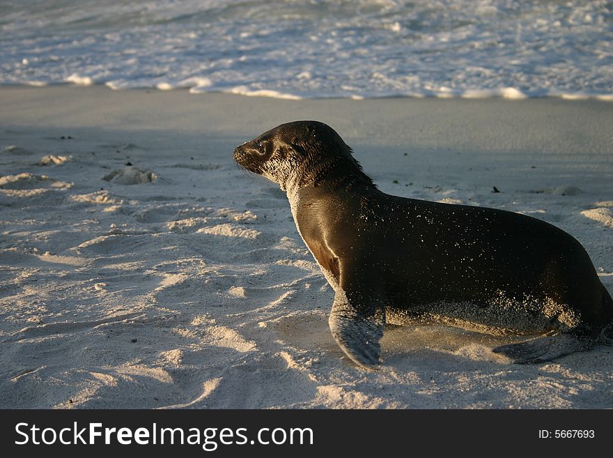 A sea lion frolicking in the sand at Galapagos Islands, Ecuadro.